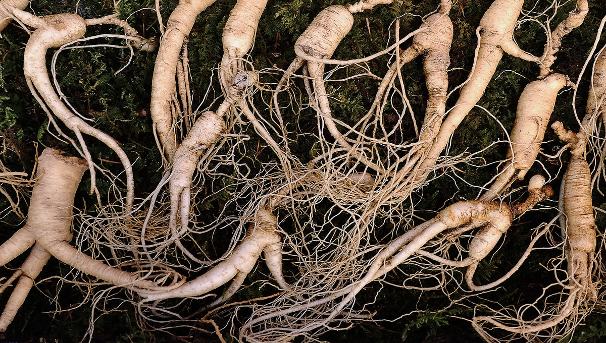 Korean Ginseng, Panax ginseng