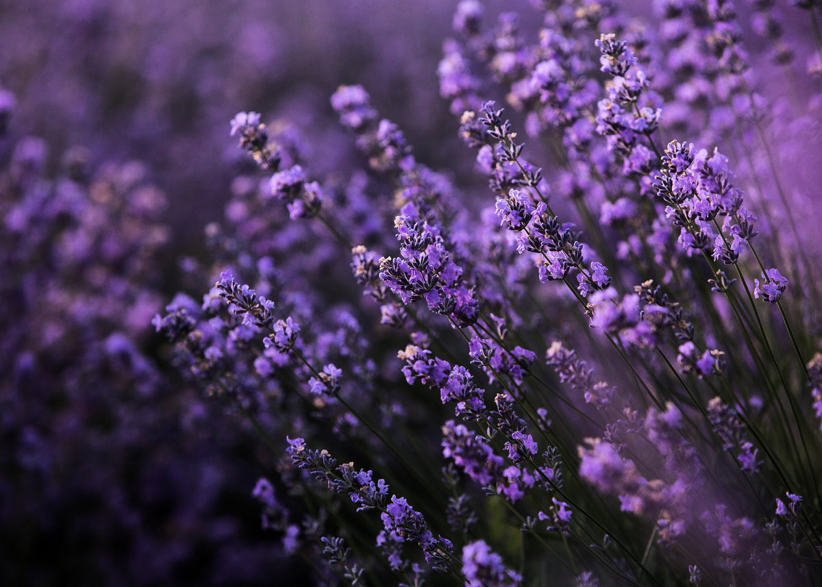 Lavender, Lavandula angustifolia