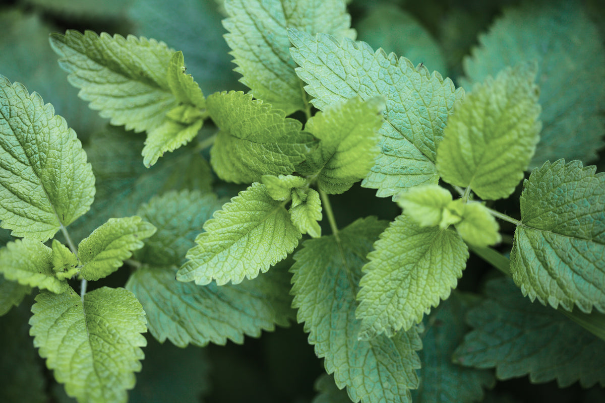 Lemon Balm, Melissa officinalis