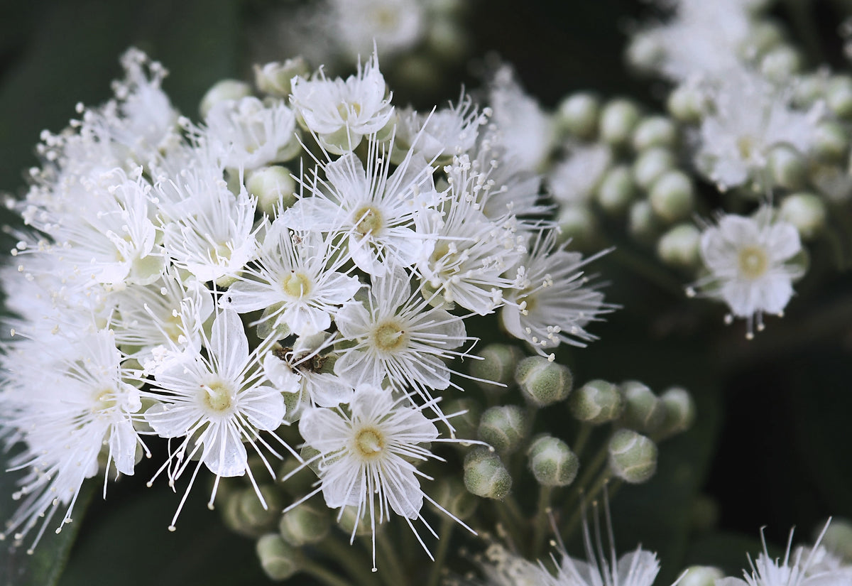 Lemon Myrtle, Backhousia citriodora