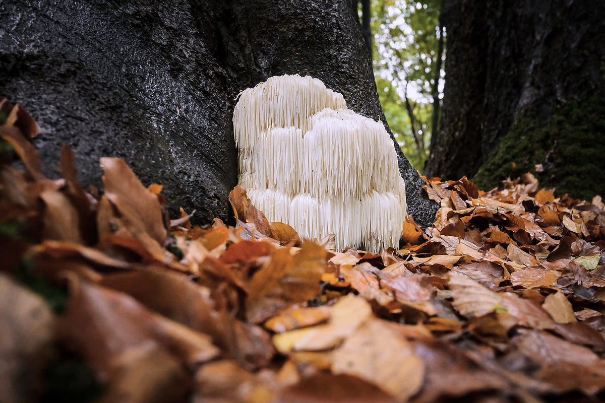 Lion's Mane, Hericium erinaceus