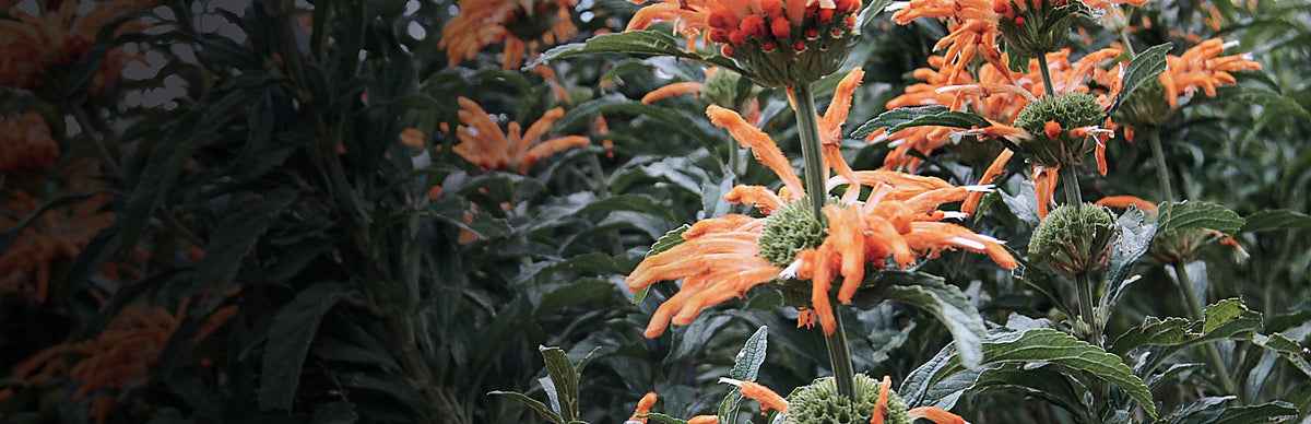 Lion's Tail, Leonotis leonurus