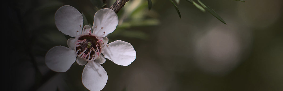 Manuka Leaf, Leptospermum scoparium