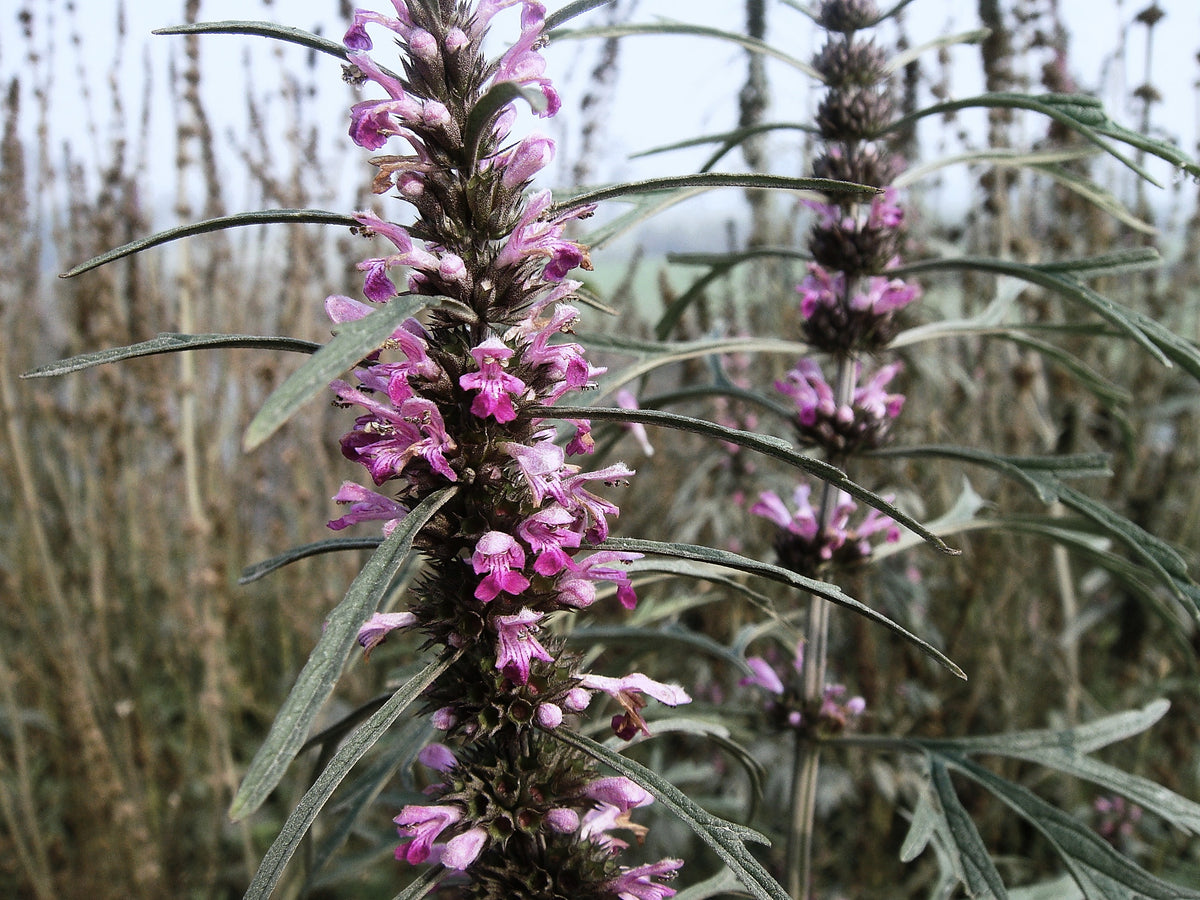 Marijuanilla (Siberian Motherwort), Leonurus sibiricus