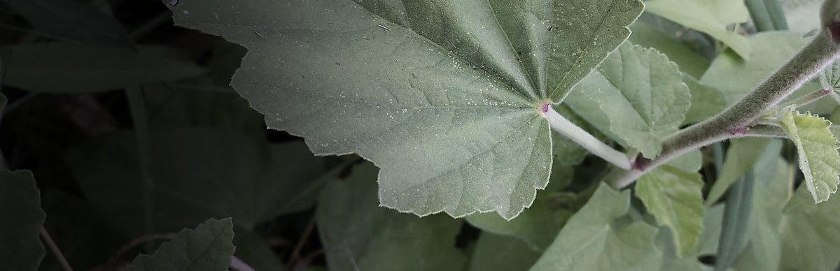 Marshmallow, Althaea officinalis