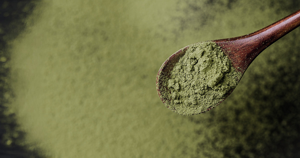Matcha, Camellia sinensis
