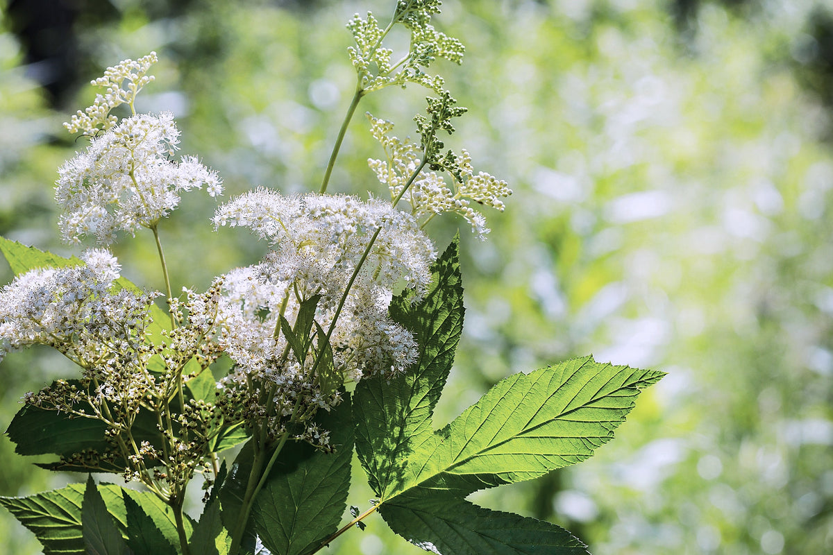 Meadowsweet, Filipendula ulmaria