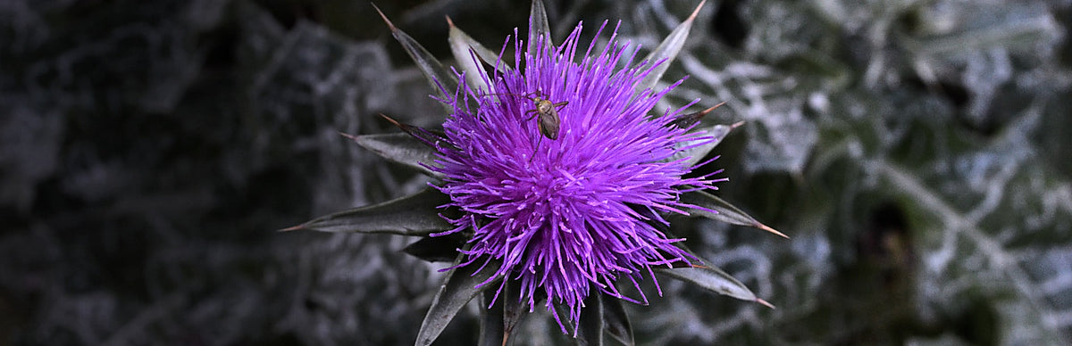 Milk Thistle, Silybum marianum