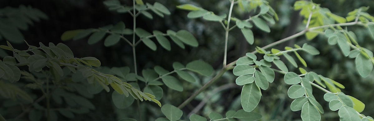 Moringa, Moringa oleifera