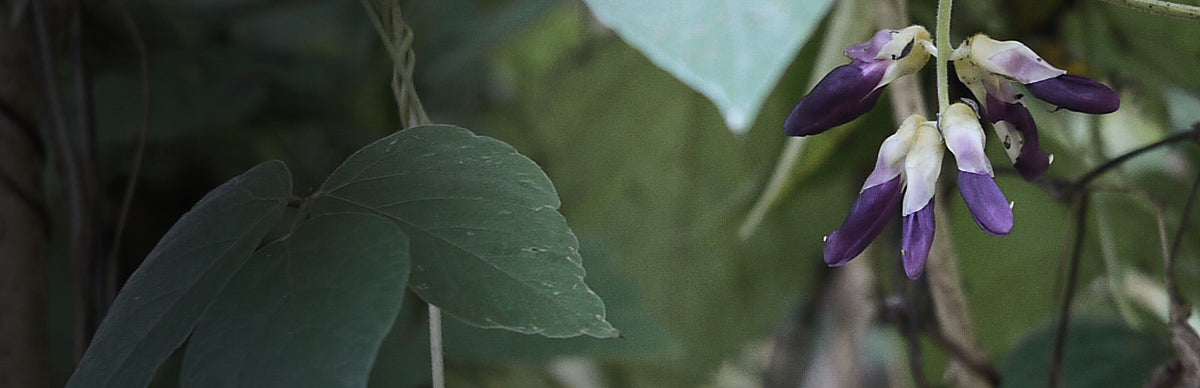 Mucuna, Mucuna pruriens