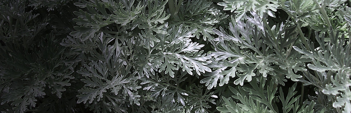 Mugwort, Artemisia verlotiorum