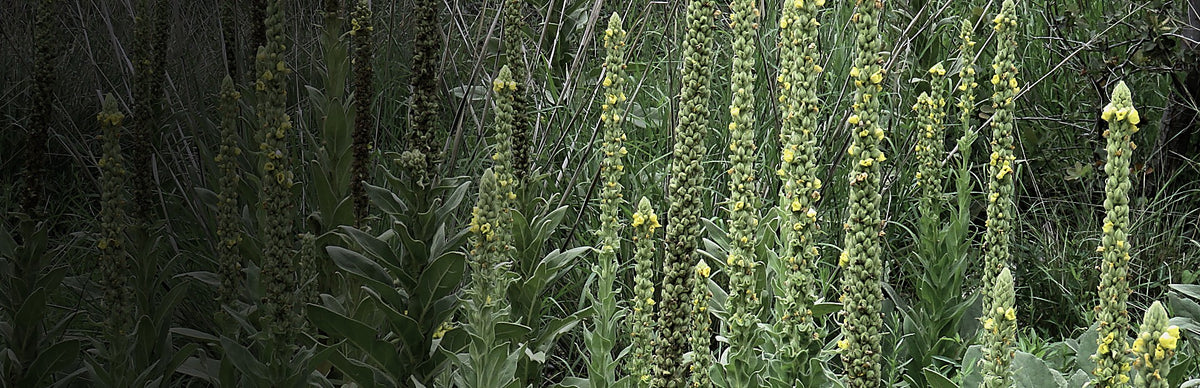 Mullein, Verbascum thapsus