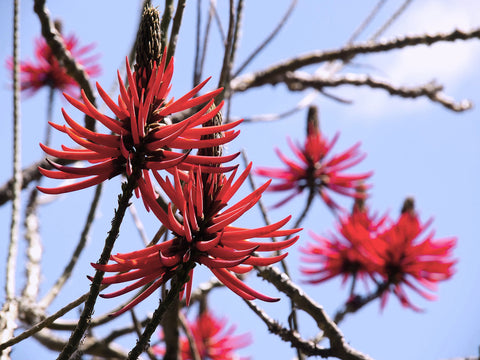 Mulungu Herb Profile