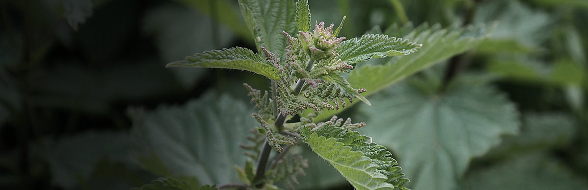 Nettle, Urtica dioica