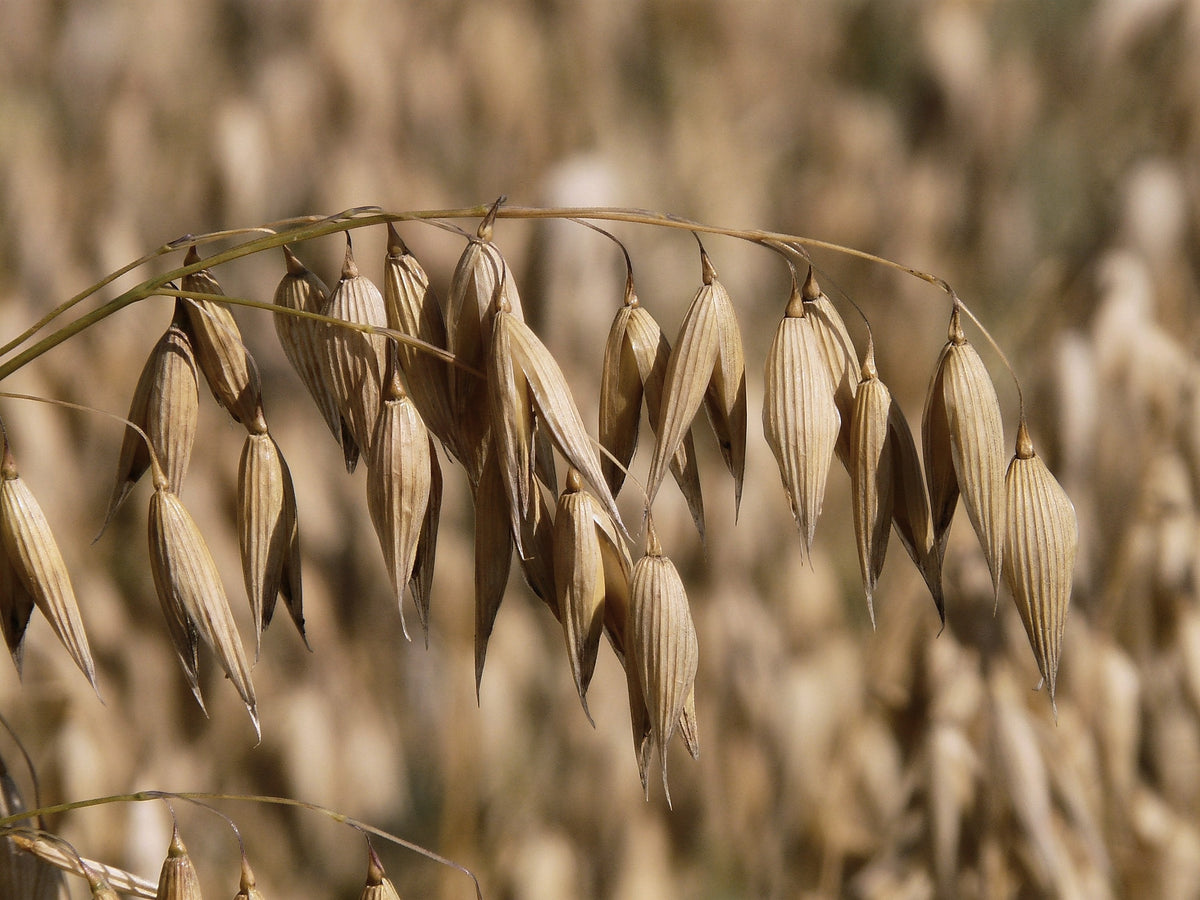 Oat Straw, Avena sativa