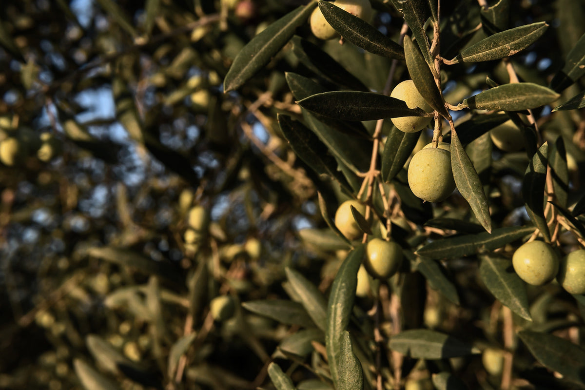 Olive Leaf, Olea europaea