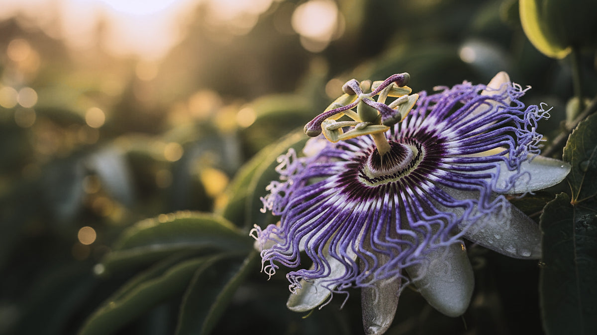 Passionflower, Passiflora incarnata