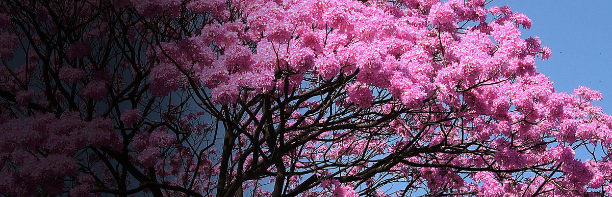 Pau D'Arco, Tabebuia impetiginosa