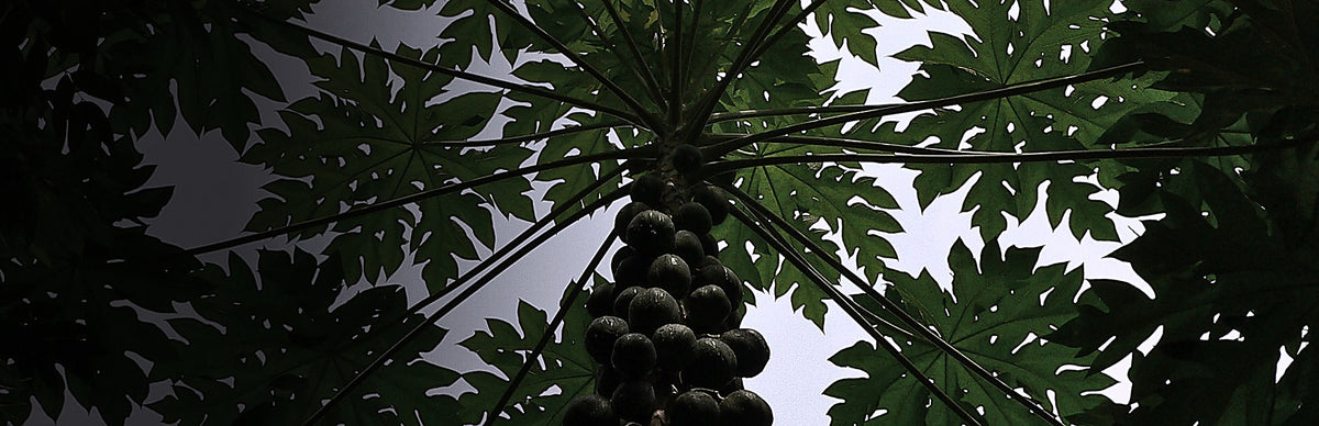 Paw Paw Leaf, Carica papaya