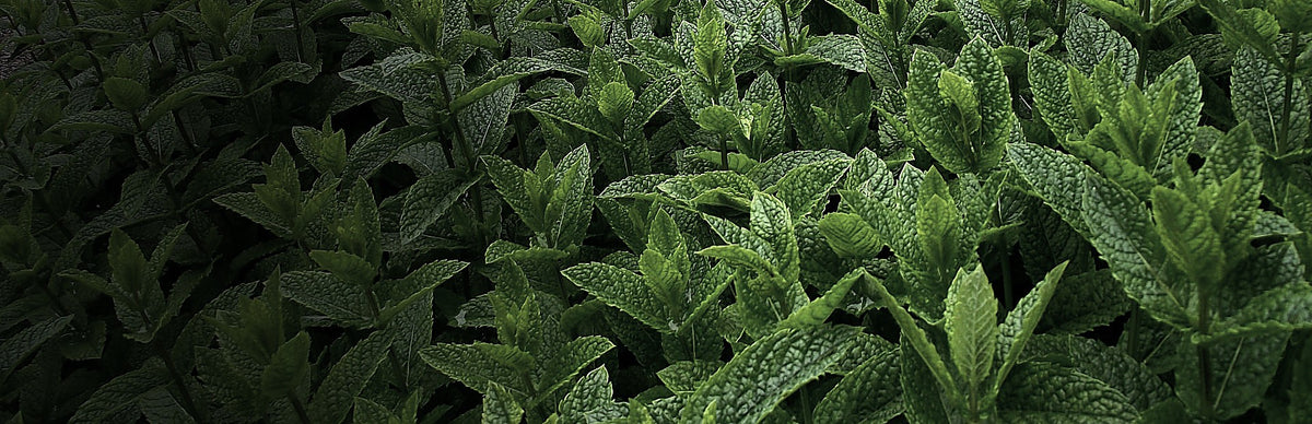 Peppermint, Mentha x piperita