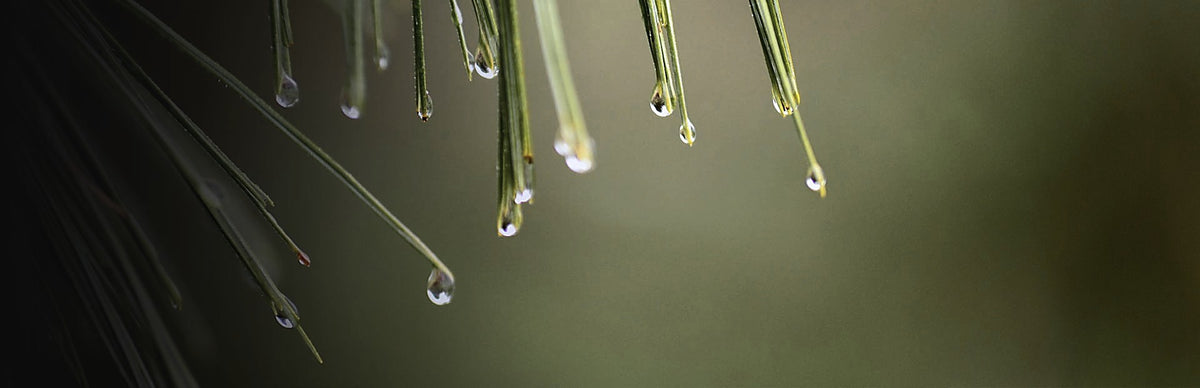 Pine Needle, Pinus koraiensis