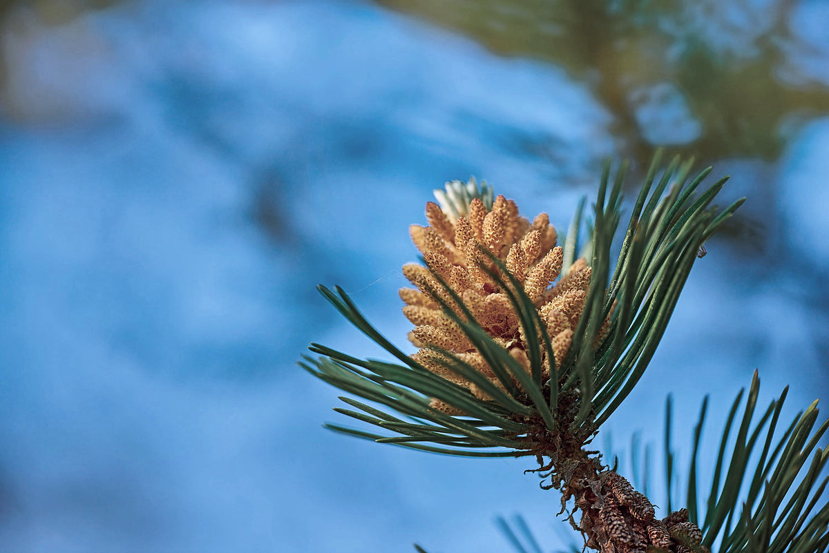 Pine Pollen, Pinus massoniana