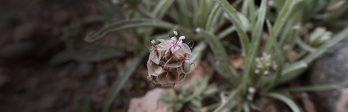 Psyllium Husk, Plantago ovata
