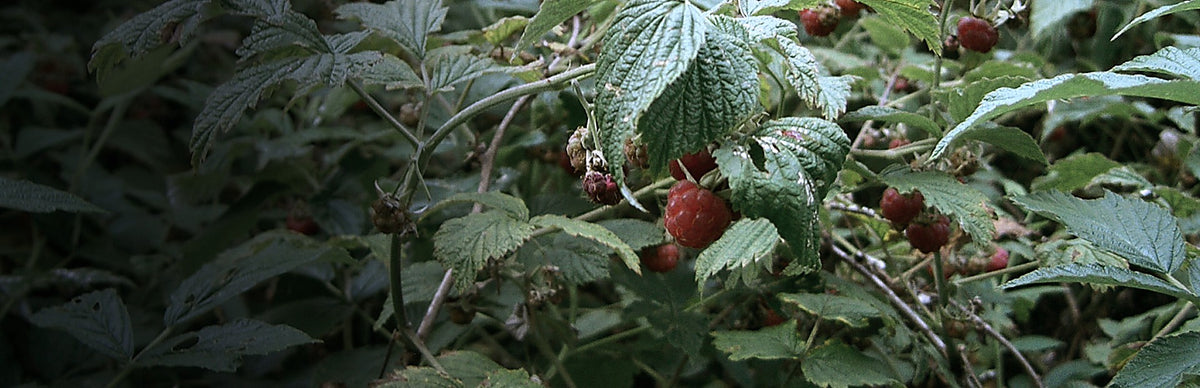 Raspberry Leaf, Rubus idaeus