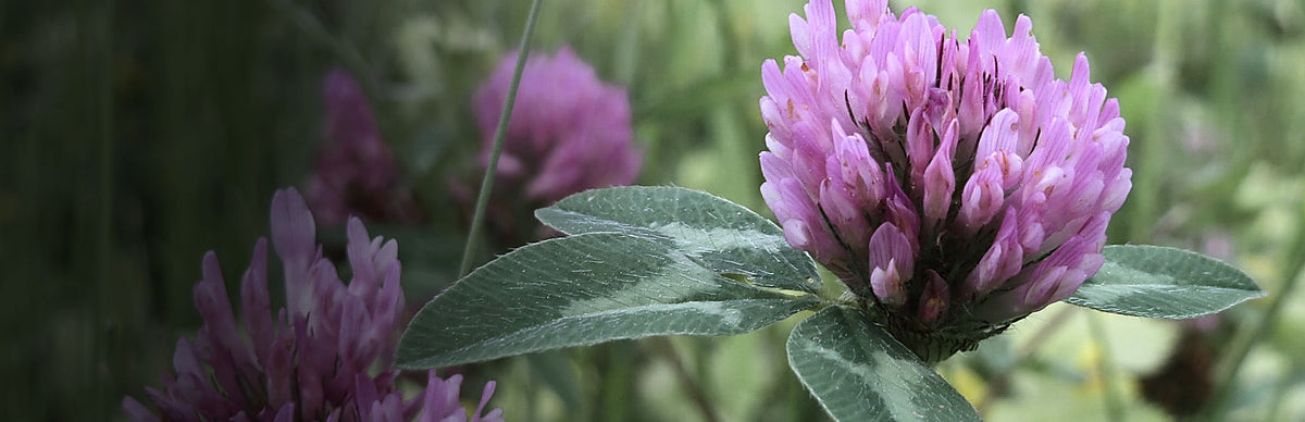 Red Clover, Trifolium pratense