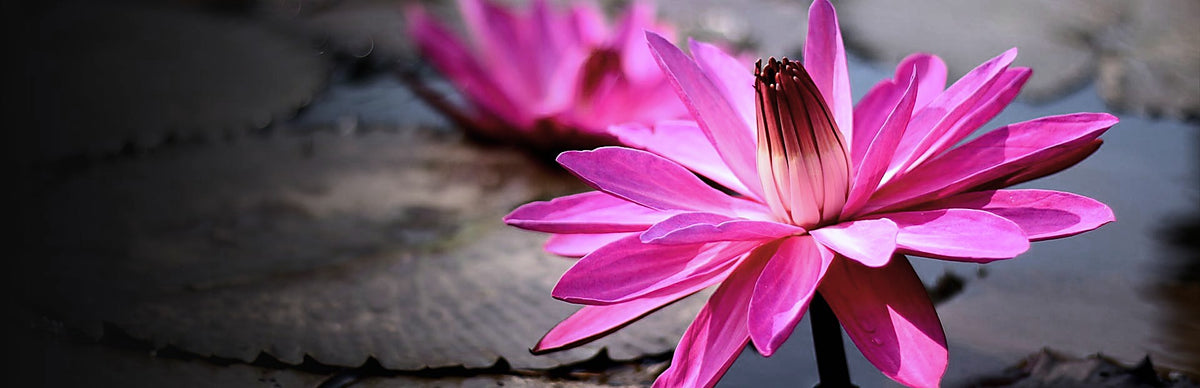 Red Lily, Nymphaea rubra