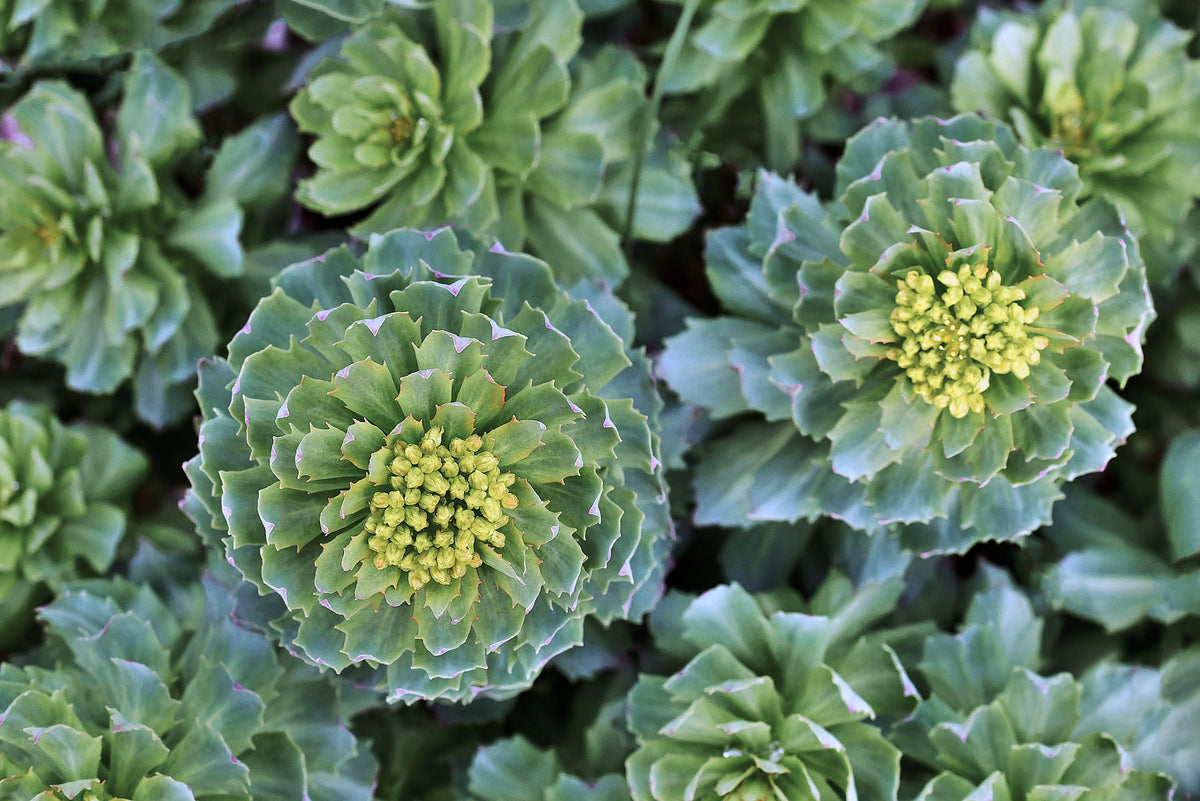 Rhodiola, Rhodiola rosea