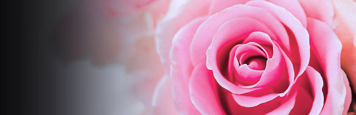 Rose, Rosa spp.