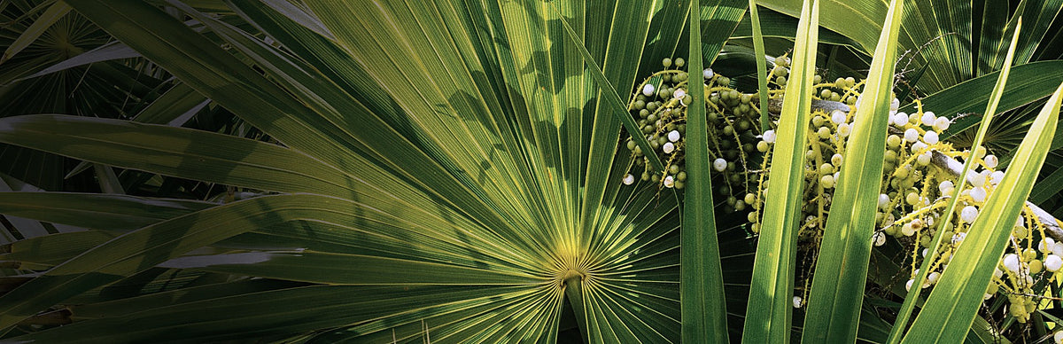 Saw Palmetto, Serenoa repens