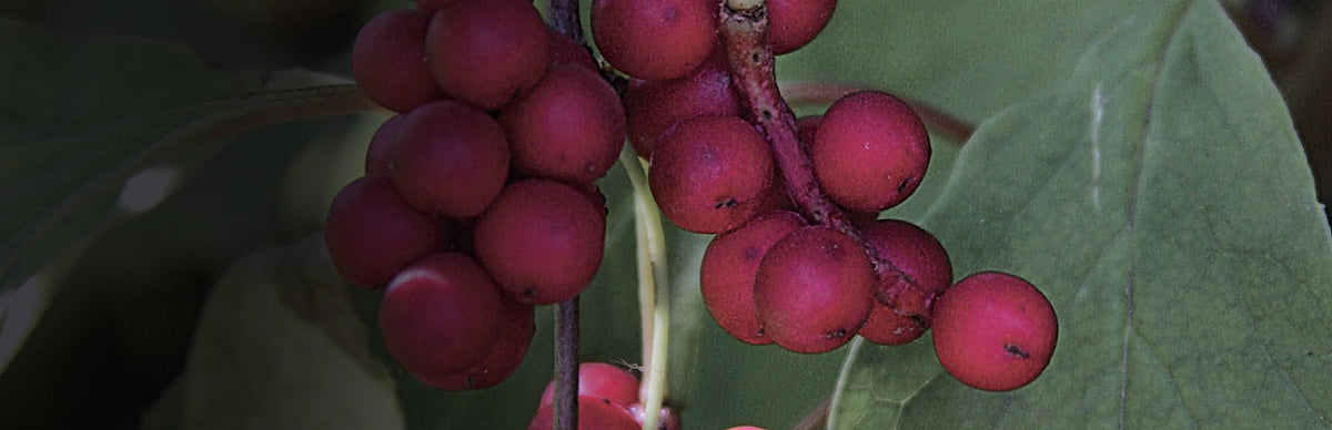 Schisandra, Schisandra chinensis