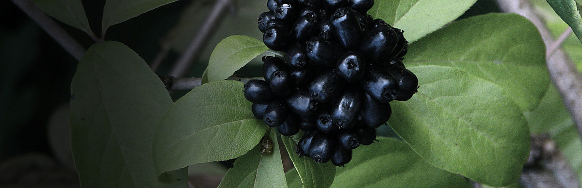 Siberian Ginseng, Eleutherococcus senticosus