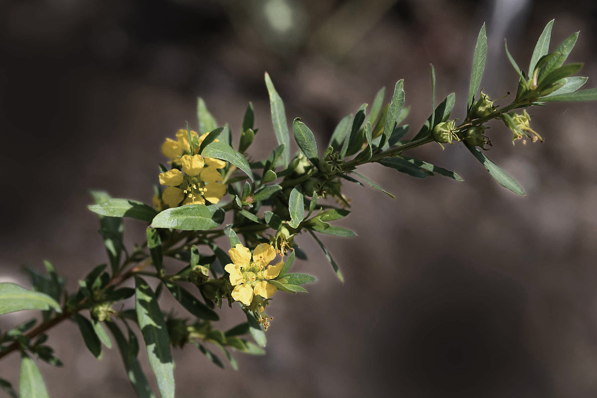 Sinicuichi, Heimia salicifolia
