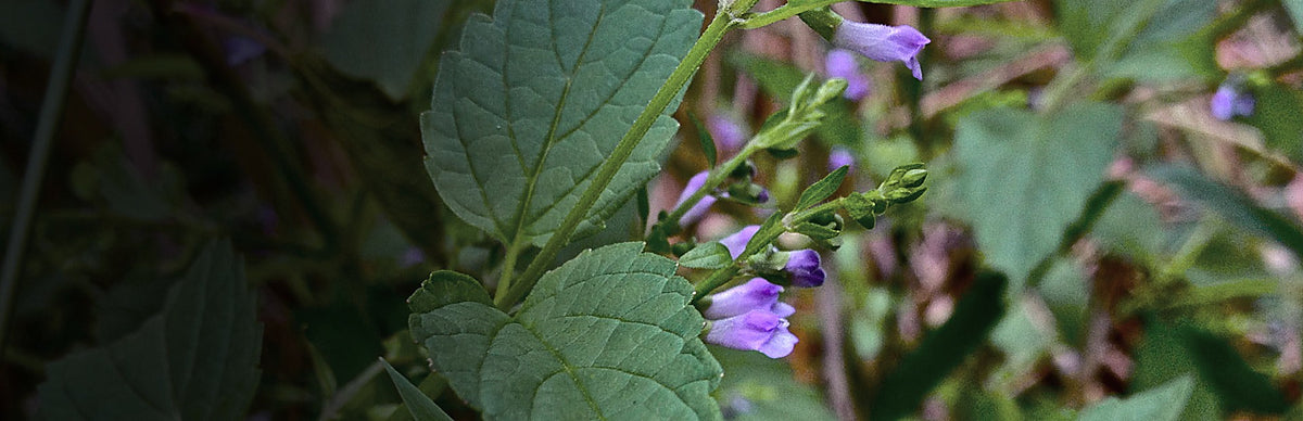 Skullcap, Scutellaria lateriflora