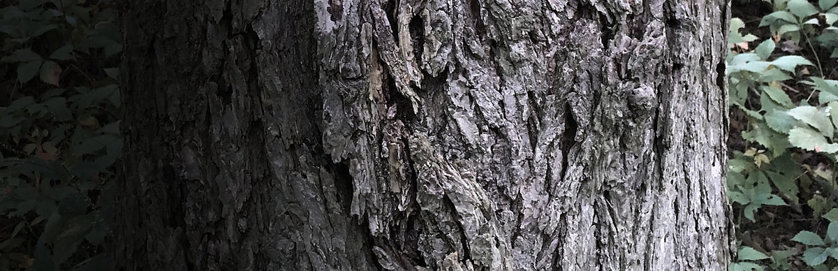 Slippery Elm, Ulmus rubra