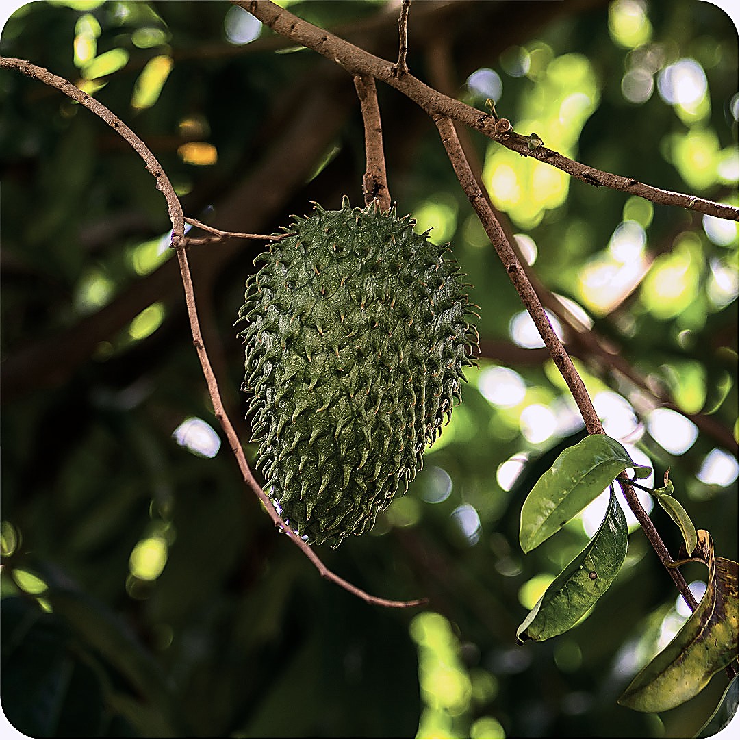 Soursop Leaf, Annona muricata