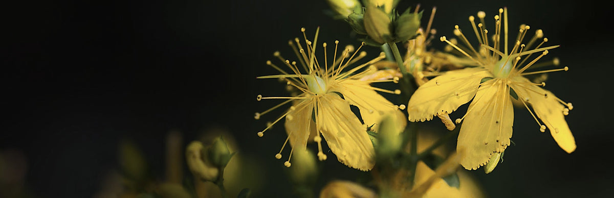 St John's Wort, Hypericum perforatum