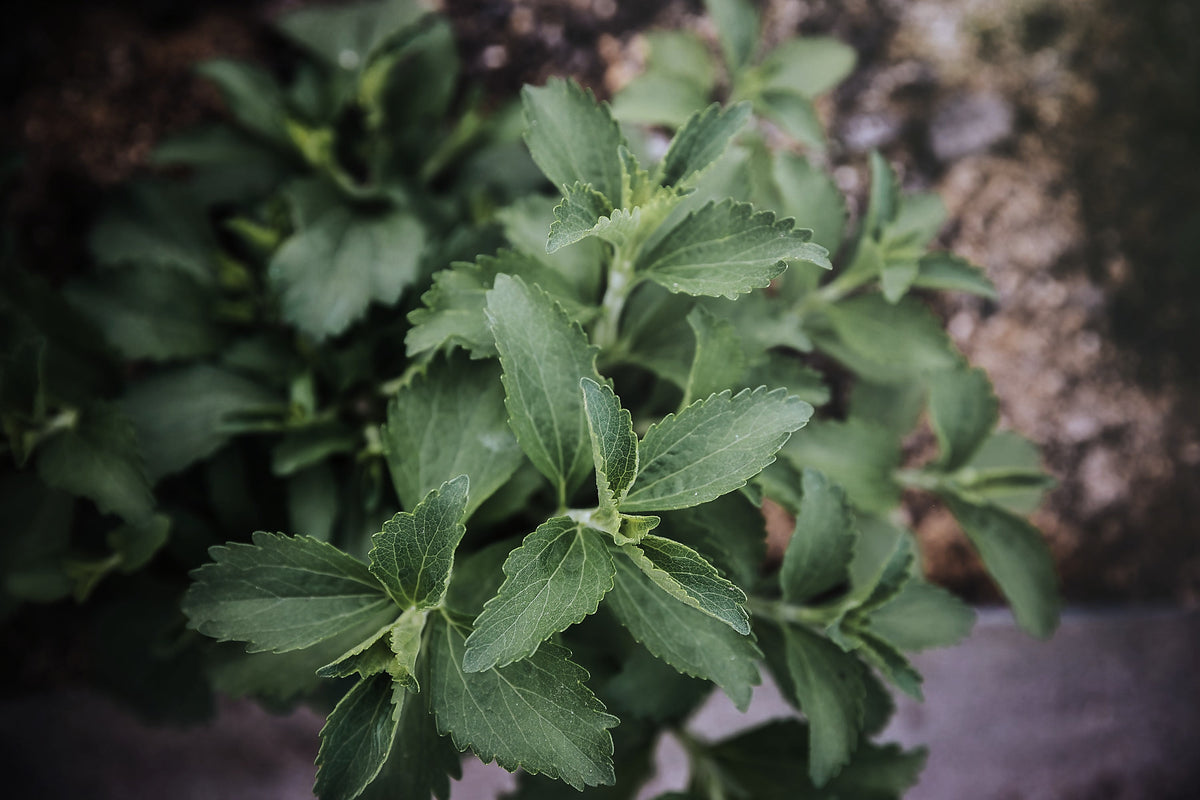 Stevia, Stevia rebaudiana