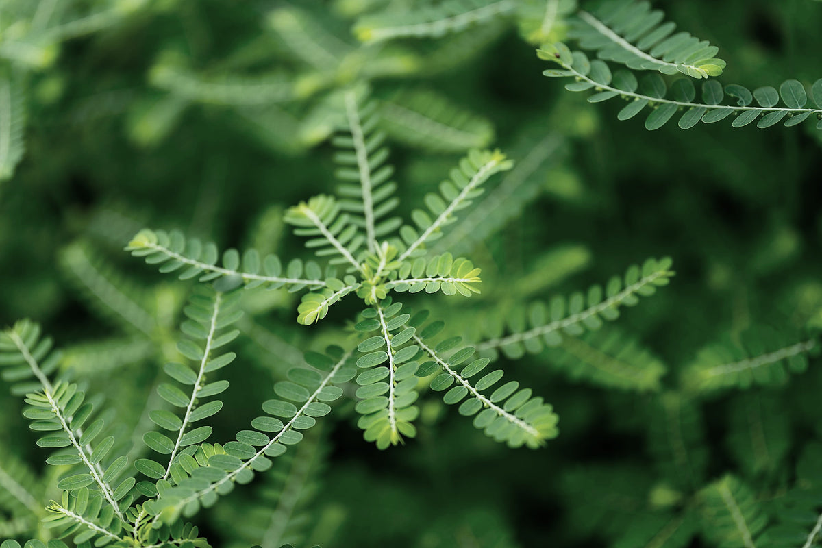 Stonebreaker, Phyllanthus niruri