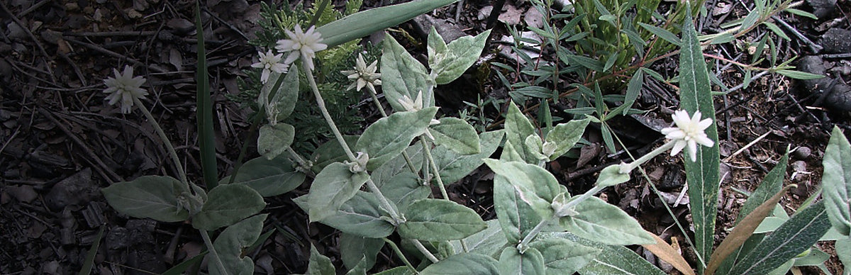 Suma, Pfaffia paniculata