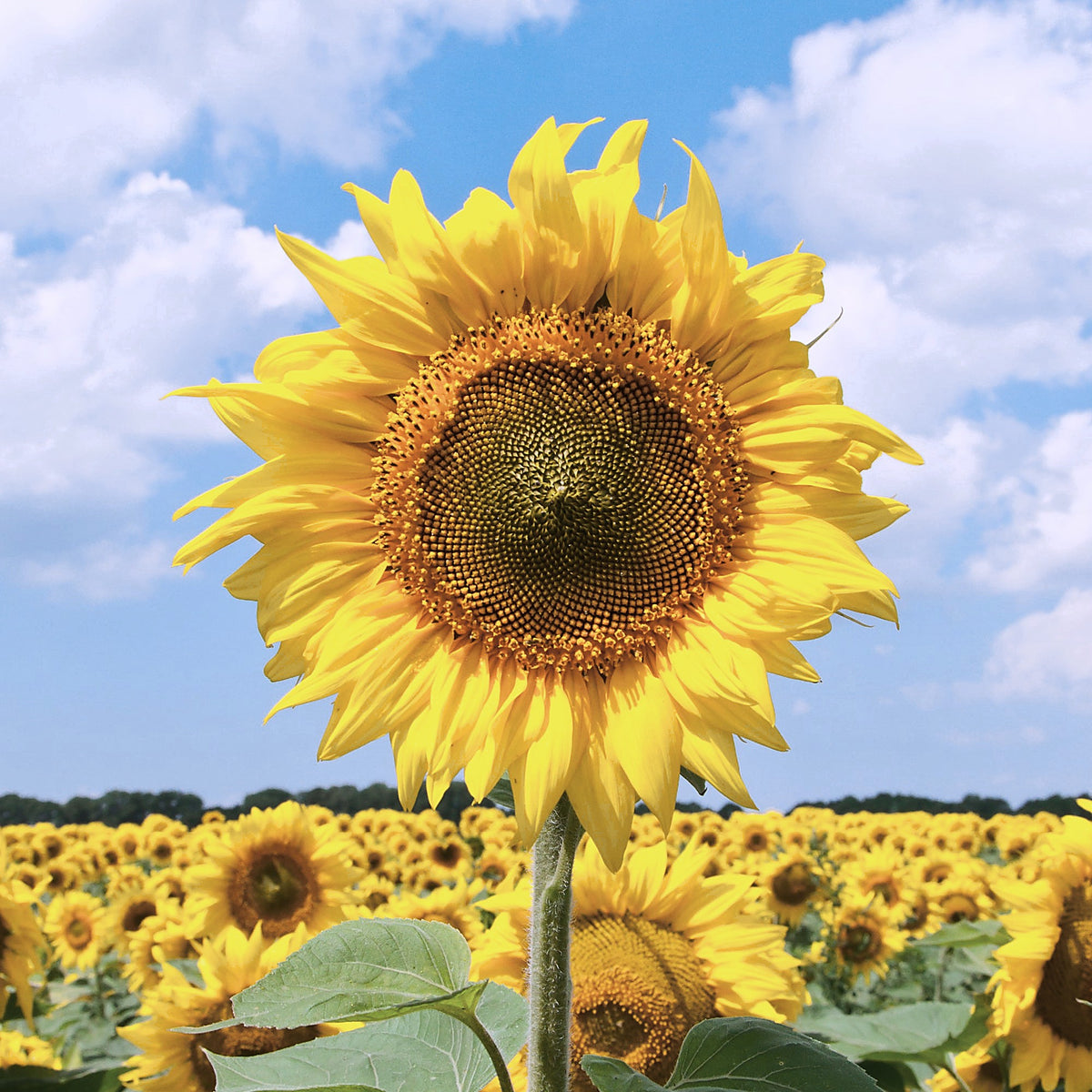Sunflower, Helianthus annuus