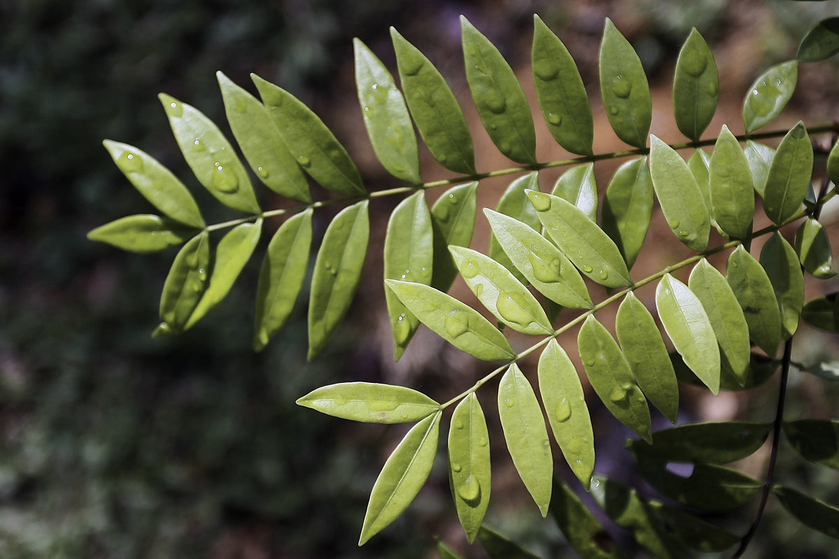 Tongkat Ali, Eurycoma longifolia