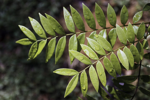 Tongkat Ali Herb Profile