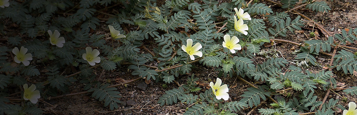 Tribulus, Tribulus terrestris