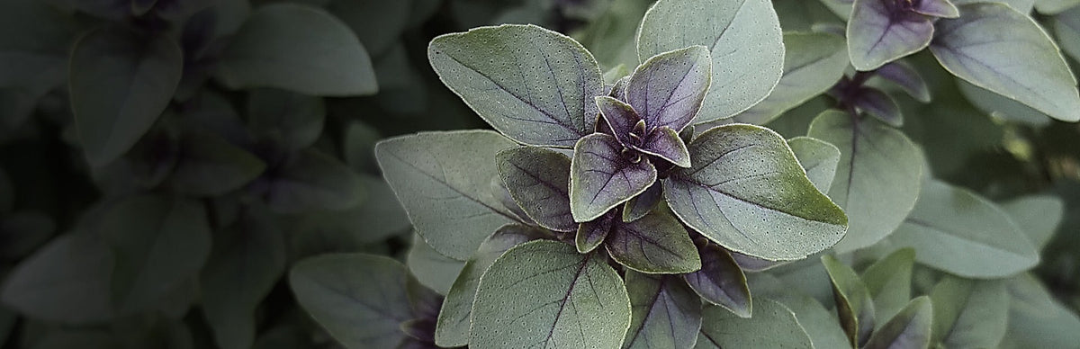 Tulsi, Ocimum sanctum