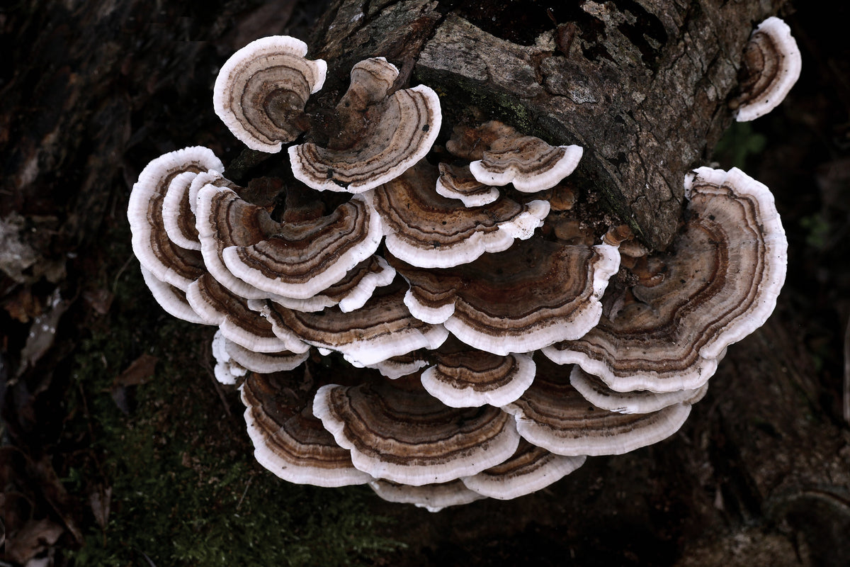 Turkey Tail, Trametes versicolor