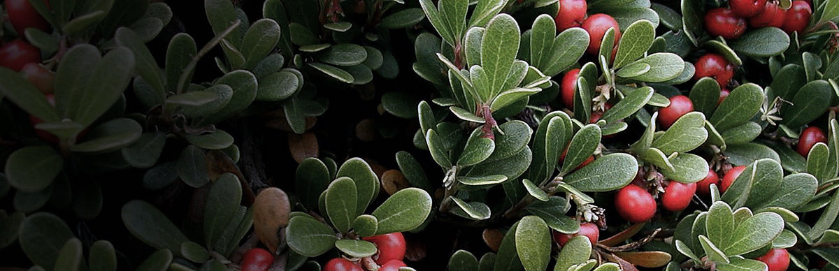 Uva Ursi, Arctostaphylos uva-ursi